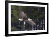 Bald Eagle, winter flight-Ken Archer-Framed Photographic Print