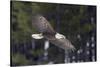 Bald Eagle, winter flight-Ken Archer-Stretched Canvas