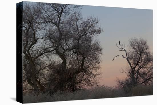 Bald Eagle, Winter Silhouette-Ken Archer-Stretched Canvas