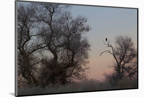 Bald Eagle, Winter Silhouette-Ken Archer-Mounted Photographic Print