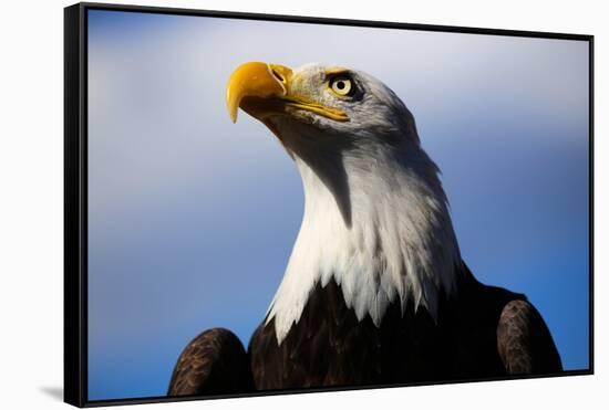 Bald Eagle with Blue Sky-Steve Boice-Framed Stretched Canvas