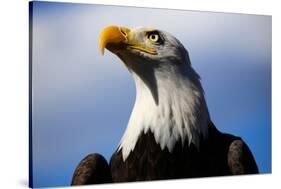 Bald Eagle with Blue Sky-Steve Boice-Stretched Canvas