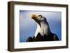 Bald Eagle with Blue Sky-Steve Boice-Framed Photographic Print