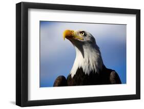 Bald Eagle with Blue Sky-Steve Boice-Framed Photographic Print