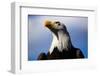 Bald Eagle with Blue Sky-Steve Boice-Framed Photographic Print