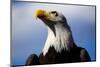 Bald Eagle with Blue Sky-Steve Boice-Mounted Photographic Print
