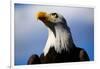 Bald Eagle with Blue Sky-Steve Boice-Framed Photographic Print