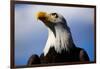 Bald Eagle with Blue Sky-Steve Boice-Framed Photographic Print