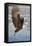 Bald Eagle with Fish in it's Talons-Hal Beral-Framed Stretched Canvas