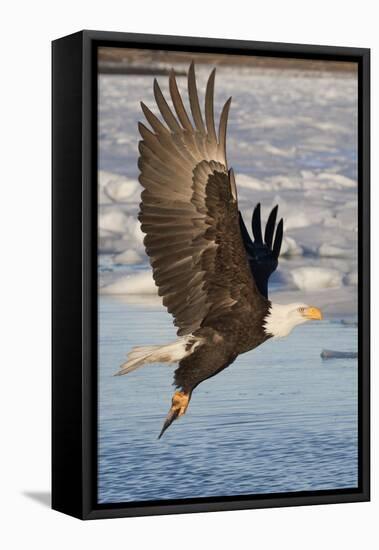 Bald Eagle with Fish in it's Talons-Hal Beral-Framed Stretched Canvas