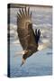 Bald Eagle with Fish in it's Talons-Hal Beral-Stretched Canvas