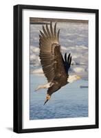 Bald Eagle with Fish in it's Talons-Hal Beral-Framed Premium Photographic Print