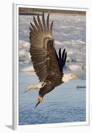 Bald Eagle with Fish in it's Talons-Hal Beral-Framed Premium Photographic Print