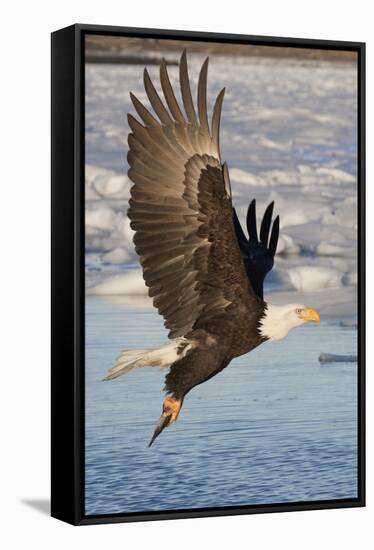 Bald Eagle with Fish in it's Talons-Hal Beral-Framed Stretched Canvas