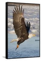 Bald Eagle with Fish in it's Talons-Hal Beral-Framed Stretched Canvas