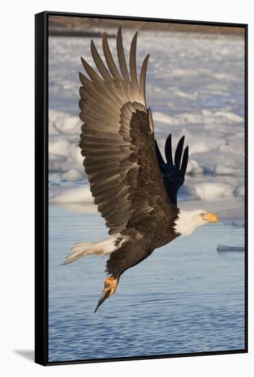 Bald Eagle with Fish in it's Talons-Hal Beral-Framed Stretched Canvas