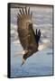 Bald Eagle with Fish in it's Talons-Hal Beral-Framed Stretched Canvas