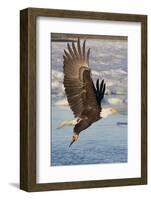 Bald Eagle with Fish in it's Talons-Hal Beral-Framed Photographic Print