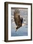 Bald Eagle with Fish in it's Talons-Hal Beral-Framed Photographic Print