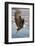 Bald Eagle with Fish in it's Talons-Hal Beral-Framed Photographic Print