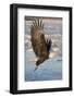 Bald Eagle with Fish in it's Talons-Hal Beral-Framed Photographic Print