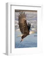 Bald Eagle with Fish in it's Talons-Hal Beral-Framed Photographic Print