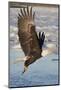 Bald Eagle with Fish in it's Talons-Hal Beral-Mounted Photographic Print