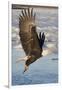 Bald Eagle with Fish in it's Talons-Hal Beral-Framed Photographic Print