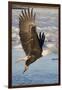 Bald Eagle with Fish in it's Talons-Hal Beral-Framed Photographic Print