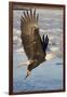 Bald Eagle with Fish in it's Talons-Hal Beral-Framed Photographic Print