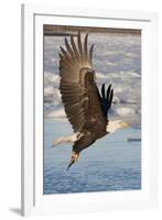 Bald Eagle with Fish in it's Talons-Hal Beral-Framed Photographic Print