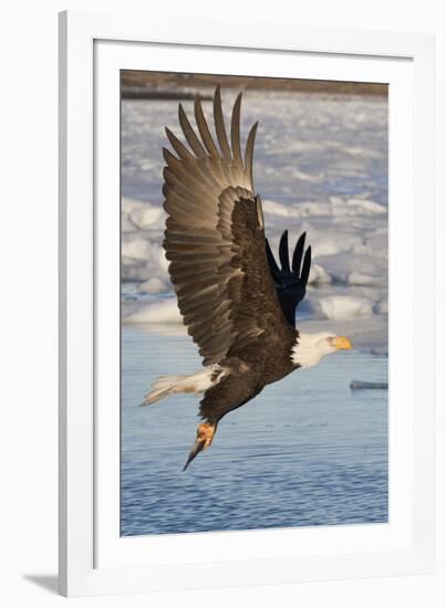 Bald Eagle with Fish in it's Talons-Hal Beral-Framed Photographic Print