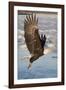 Bald Eagle with Fish in it's Talons-Hal Beral-Framed Photographic Print