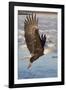 Bald Eagle with Fish in it's Talons-Hal Beral-Framed Photographic Print