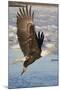 Bald Eagle with Fish in it's Talons-Hal Beral-Mounted Photographic Print