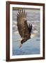 Bald Eagle with Fish in it's Talons-Hal Beral-Framed Photographic Print