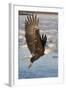 Bald Eagle with Fish in it's Talons-Hal Beral-Framed Photographic Print