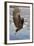 Bald Eagle with Fish in it's Talons-Hal Beral-Framed Photographic Print