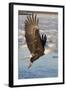 Bald Eagle with Fish in it's Talons-Hal Beral-Framed Photographic Print