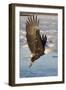 Bald Eagle with Fish in it's Talons-Hal Beral-Framed Photographic Print