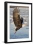 Bald Eagle with Fish in it's Talons-Hal Beral-Framed Photographic Print