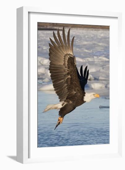 Bald Eagle with Fish in it's Talons-Hal Beral-Framed Photographic Print