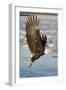 Bald Eagle with Fish in it's Talons-Hal Beral-Framed Photographic Print