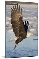 Bald Eagle with Fish in it's Talons-Hal Beral-Mounted Photographic Print