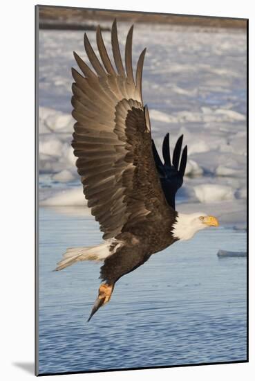 Bald Eagle with Fish in it's Talons-Hal Beral-Mounted Photographic Print