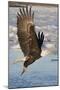Bald Eagle with Fish in it's Talons-Hal Beral-Mounted Photographic Print