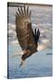 Bald Eagle with Fish in it's Talons-Hal Beral-Stretched Canvas