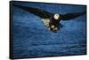 Bald Eagle with Fish in Talons-W. Perry Conway-Framed Stretched Canvas