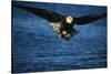 Bald Eagle with Fish in Talons-W. Perry Conway-Stretched Canvas