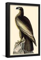 Bald Eagle-null-Framed Poster